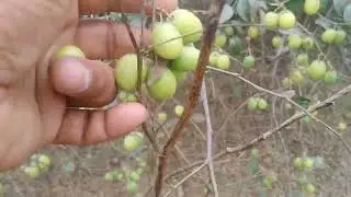 Plum Forest.