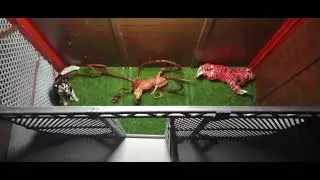 The Thing (1982) Dog Kennel Custom NECA