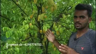 Star Fruit // Carambola Plant Fruiting | | KB NURSERY
