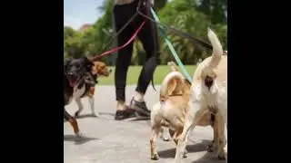 promenade  dog sitter carlotta ch gen&egrave;ve 2 #dogsitter #expat #expatlife #puppy #doglife
