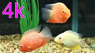 Red spotted severum cichlid Gold severum cichlid new additions