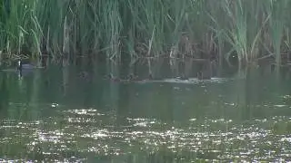 Large coot family