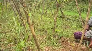 Powerful Manual Grass Cutting in Rural Farming Life #RuralAgriculture #TraditionalFarming