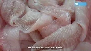 Grouper Fillet Processing Line