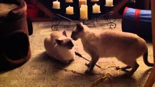 Slow-mo cat fight
