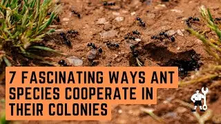7 Fascinating Ways Ant Species Cooperate in Their Colonies