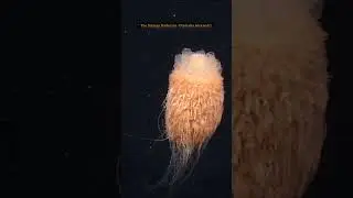 The Strange Hydrozoa -Dromalia Alexandri 💕 #dromaliaalexandri #hydrozoa #viral #facts #seacreatures