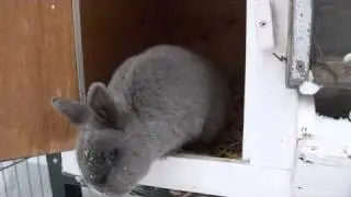Bunny's in Snow. Cute!