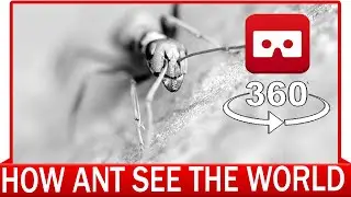 360&deg; VR ВИДЕО - Как муравей видит мир - Как животные видят мир - ВИРТУАЛЬНАЯ РЕАЛЬНОСТЬ 3D