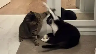 As soon as I start recording, the cats act innocent