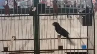 BICUDO PEDREGULHO ( Rei Pelé x Sandrinha ) CRIATÓRIO SANTA RITA BICO PRETO.