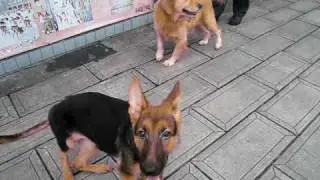 Needs a Home: German Shepherd puppy with Golden pal (Shiou Shiou)