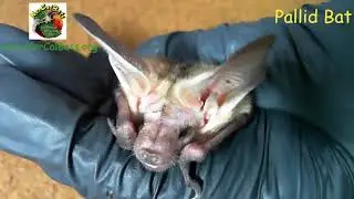 Pallid bat information in 50 seconds