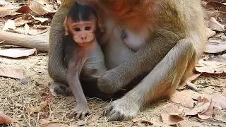 A Little Baby Monkey Tired And Milk Mom At Launch Time,Mom Good Nurse And Comfort Her Baby Well