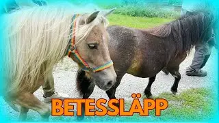 STALLVLOGG vi tar shettisarna till betet