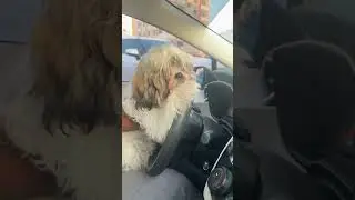 Coco driving🤣