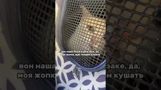 Скоро домой #helpanimals #животные #кошка #кот #помощьживотным #cat #catvideos #shelter #приют