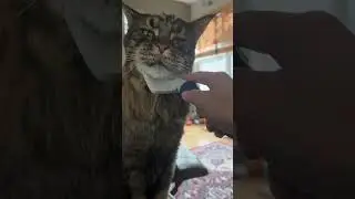 Don&rsquo;t forget under my chin. 🎩 #mj #fypyoutube #cat #magic #satisfying