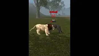 Wild Lion V's Alpha Wolf Animal Battle