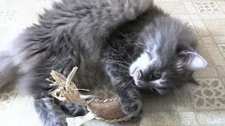 Cats Review Jackson Galaxy Marinater Toys