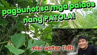 VLOG NO. 210, Pagbunot na sa palaos ng mga gulay, pagpasyal sa mini waterfalls