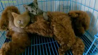 Two Kittens Raised by a Dog Compete to Nurse from a Mother Dog! | Meowing TV.