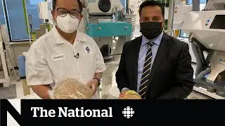 How Canada can help global wheat supply disrupted by war in Ukraine