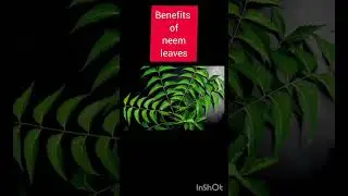 Benefits of neem leaves #neem#leaves #natural #naturelovers #ayurvedic #lifehacks #facts
