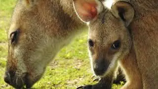RED-NECKED WALLABY JOEY - ROSEBANK, AUSTRALIA