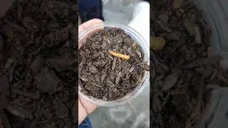 animal behavior experiment
