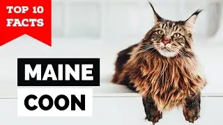 Maine Coon - TOP 10 FACTS