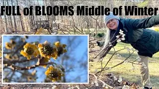 EDGEWORTHIA CHRYSANTHA, the STATEMENT Plant You Should ADD to the GARDEN🏡