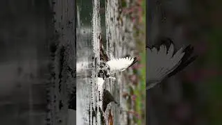 Never seen Pheasant-tailed Jacanas fight like this before!  #bisakhadatta