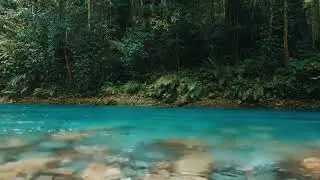 Deep Forest River Sounds 🌿 Flowing Water ASMR for Deep Sleep & Relaxation