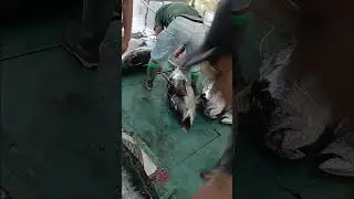 yellowfin tuna #fishing #viralvideo #mancingtuna #ikan #cuttingtuna #nelayan #mancingmania #fyp