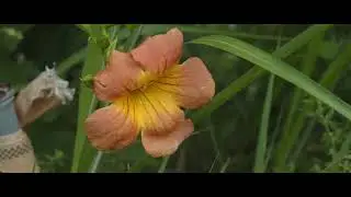 BMPC(Blackmagic Production Camera) 4K | 23.976fps | Canon EF-S 18-135mm F3.5-5.6 IS