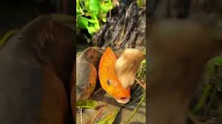 Amazing Fishing Idea #shorts #fish #fishing #fishvideo #ytshorts
