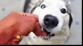 When a Husky “Bites” But Means LOVE 🐾😂 | Husky Angry?