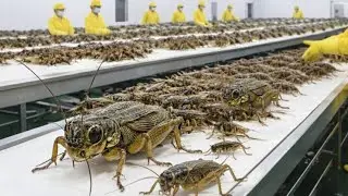 Inside the World&rsquo;s Largest Cricket Farm: How Crickets Are Mass-Farmed and Processed (Full Process)