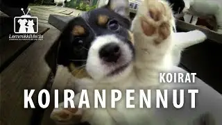 Koirat: Hauska koiranpentu video