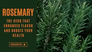 Rosemary Revealed: Discover the Powerful Health Benefits of This Aromatic Herb