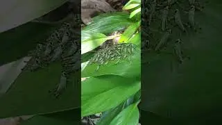 ‼TINY BABY GRASSHOPPER  | IN MY GARDEN‼#youtuber #urbangarden #insects #grasshopper #leaves #garden