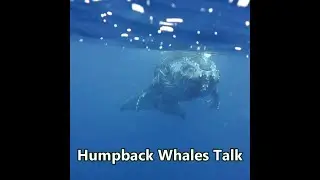 Relaxing Whale Sounds 🐳 Humpback Whale Talk 🐳 Voices of the Whales
