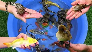 Dragon Fish Crocodile Ping Pong Duckling Goldfish Turtle Tattoo Alligator Fish Cute Animals Video