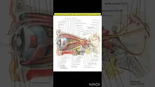 Oculomotor (CN III), Trochlear (CN IV), and Abducens (CN VI) Nerves | Cranial and Cervical Nerves
