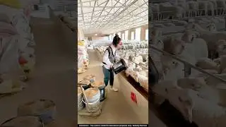 What's Behind China's AMAZING Goat Farming Success?
