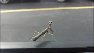 Wonders of God ~ PRAYING MANTIS AFTER-CHURCH FLOW
