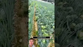 Smart intercropping of cabbage and onions #farming #vegetables #sonlv