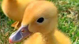 Утки вылупились из яиц из супермаркета!