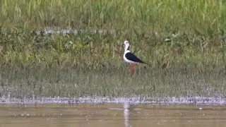 Styltl&ouml;pare / Black-winged Stilt | Klingav&auml;ls&aring;ns utlopp | 4k